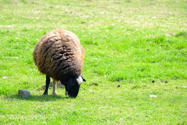 Koyun ot yemek. — Stok fotoğraf