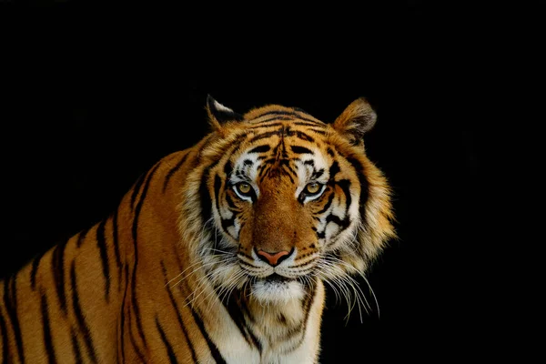 虎の目の前. — ストック写真