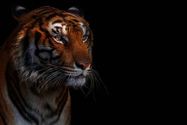 Tiger in black