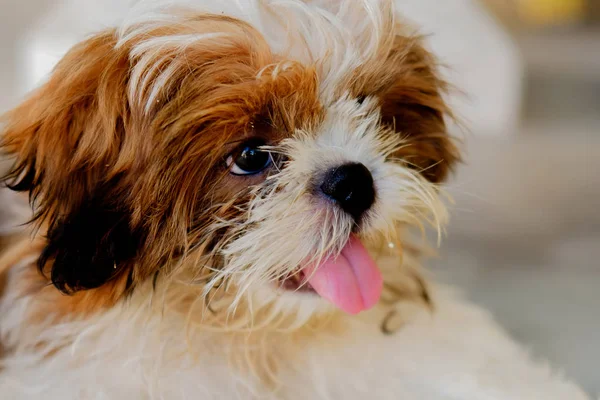 Porträt des Hundes. — Stockfoto