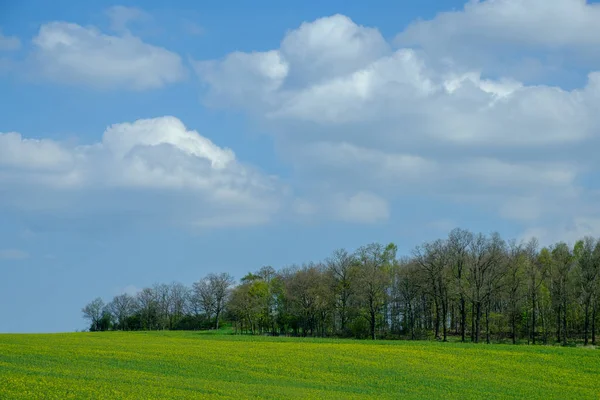 Bäume auf dem Hügel. — Stockfoto