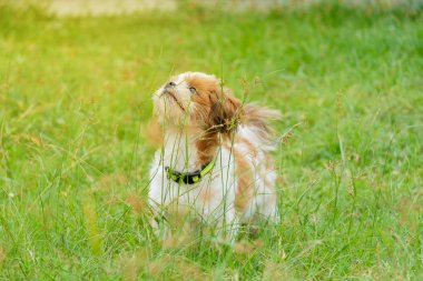 Sevimli köpek bir şey mi arıyorsunuz.