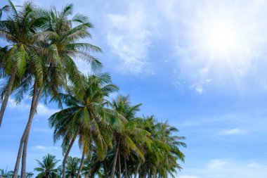 Hindistan cevizi ağaçları.