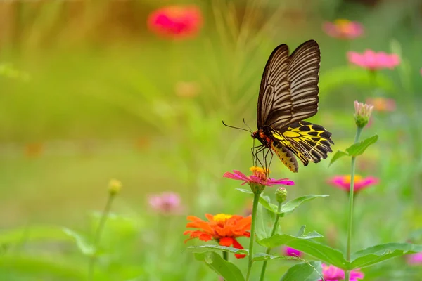 Papillon et soleil doux . — Photo
