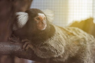 Ortak Marmoset maymun dalı.