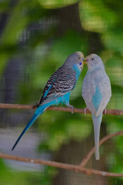 Cena de amor de pássaros . — Fotografia de Stock