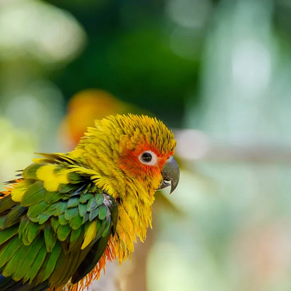 O papagaio que olha . — Fotografia de Stock
