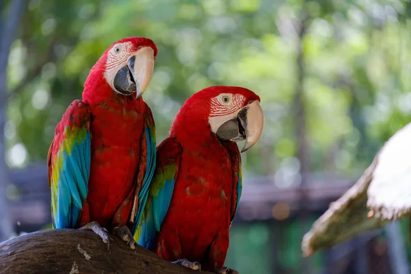 Due pappagalli su ramo . — Foto Stock