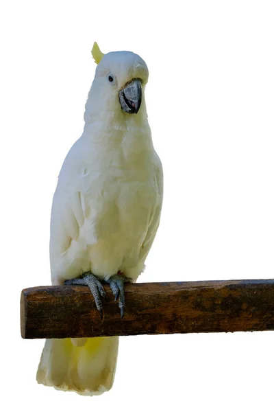 Papagaio branco em trilho de madeira . — Fotografia de Stock