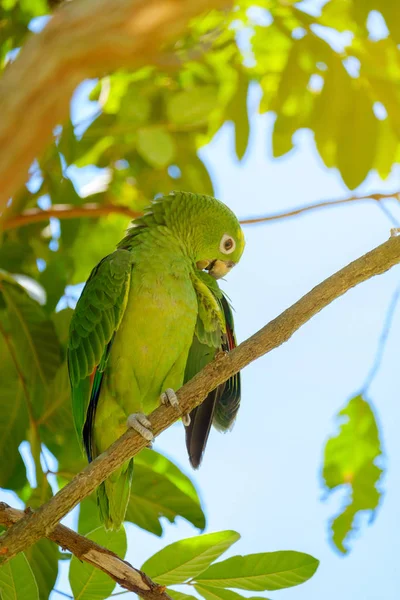 O papagaio em árvore . — Fotografia de Stock