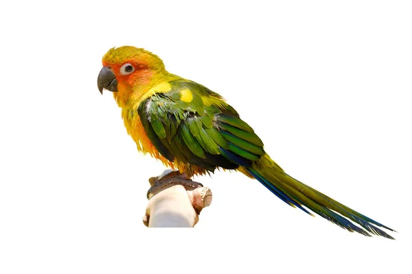 O papagaio em ramo . — Fotografia de Stock