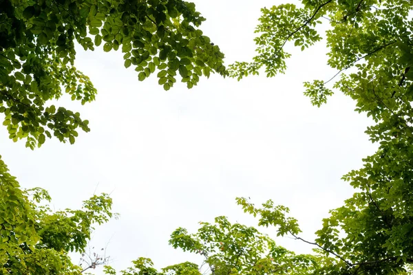 Hoja sobre blanco . — Foto de Stock