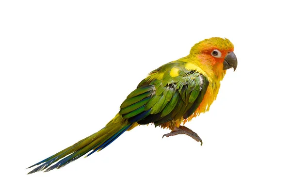 Papagaio no fundo branco — Fotografia de Stock