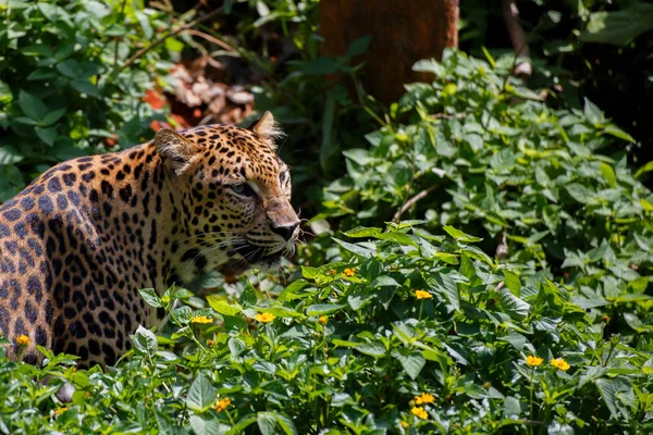 Jaguar tigre en el bosque . — Foto de Stock