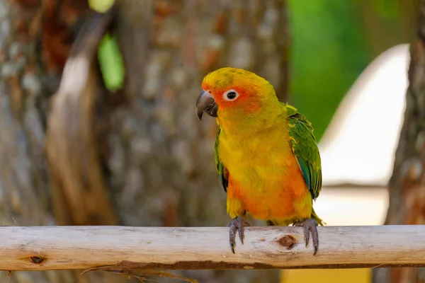 O papagaio bonito — Fotografia de Stock