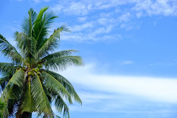 Hindistan cevizi ağacı üzerinde sky.
