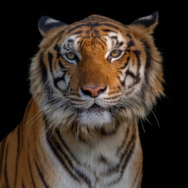 Zicht van de tijger. — Stockfoto