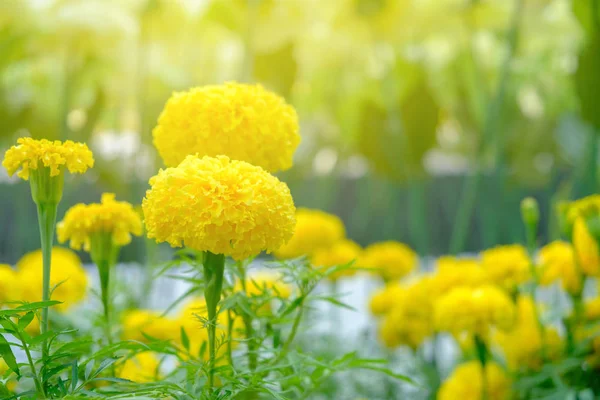 Yumuşak ve sıcak ışık çiçek açan sarı çiçek. — Stok fotoğraf