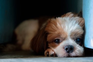 Köpek içinde belgili tanımlık karanlık köşe yalan söylüyor.