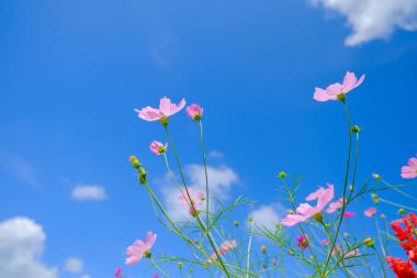 Tarlada pembe çiçekler.