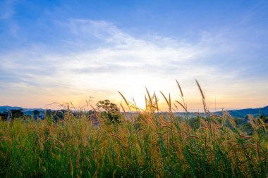 Gündoğumu çimen çiçek.