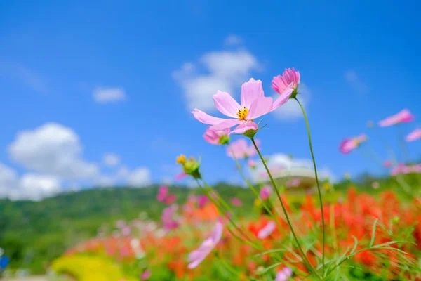 Pink flowers in field. — Stock Photo, Image