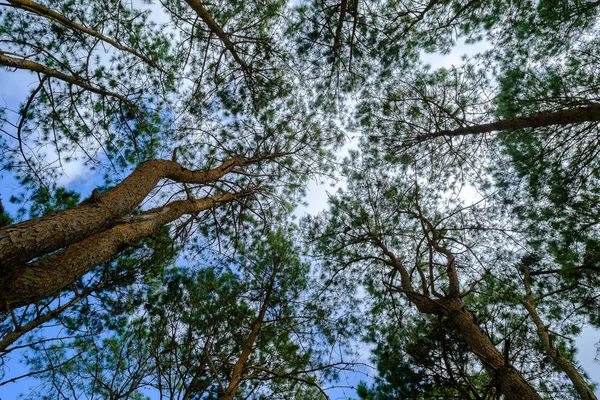 Baumwipfel. — Stockfoto