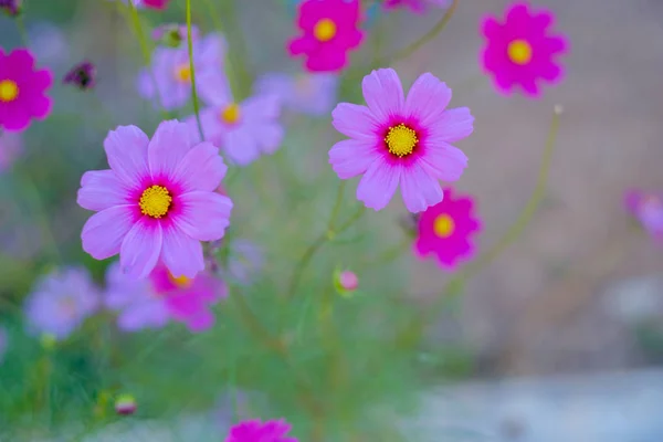 Tarlada pembe çiçekler. — Stok fotoğraf