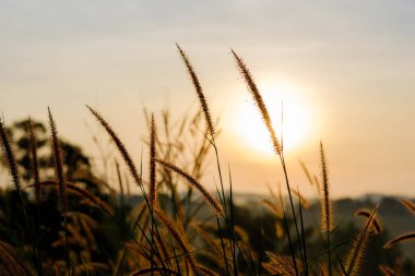Gündoğumu çimen çiçek.