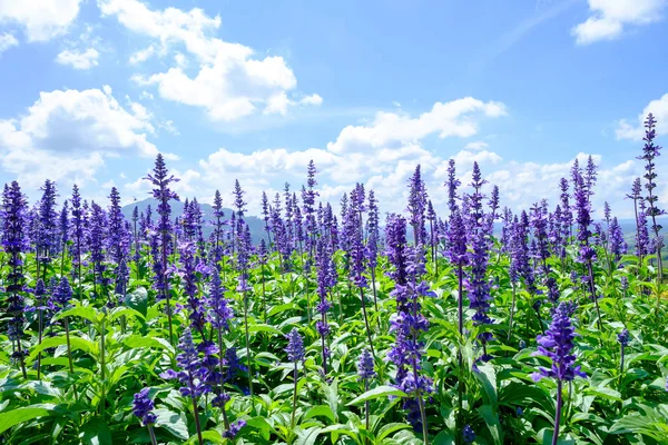 Blå salvia i trädgården. — Stockfoto