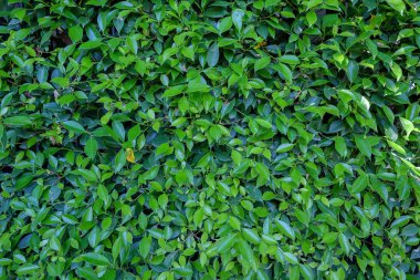 yaprağın arka plan.