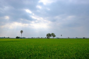 Alan güneş ışığı ile.
