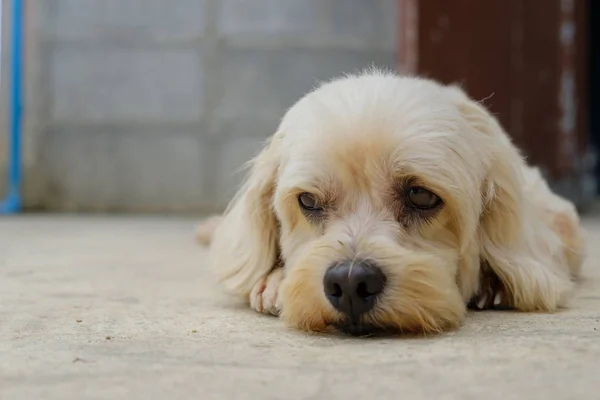 El perro está mirando . — Foto de Stock