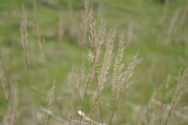 Samara şehir ufukta ile yeşil alan