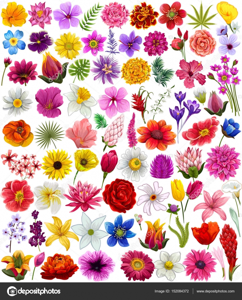 Flor de cempasuchil imágenes de stock de arte vectorial | Depositphotos