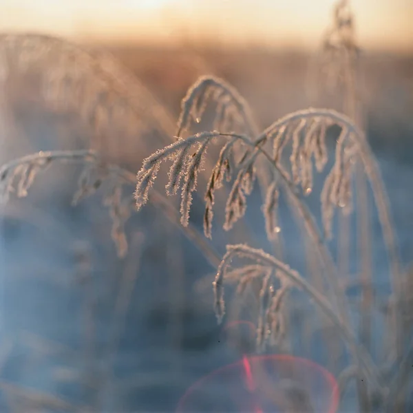 Frozen winter grass at sunset