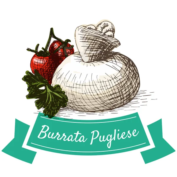 Burrata Pugliese färgglada illustration. — Stock vektor