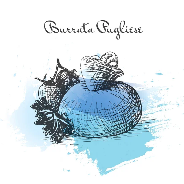 Burrata pugliese aquarell effekt illustration. — Stockvektor