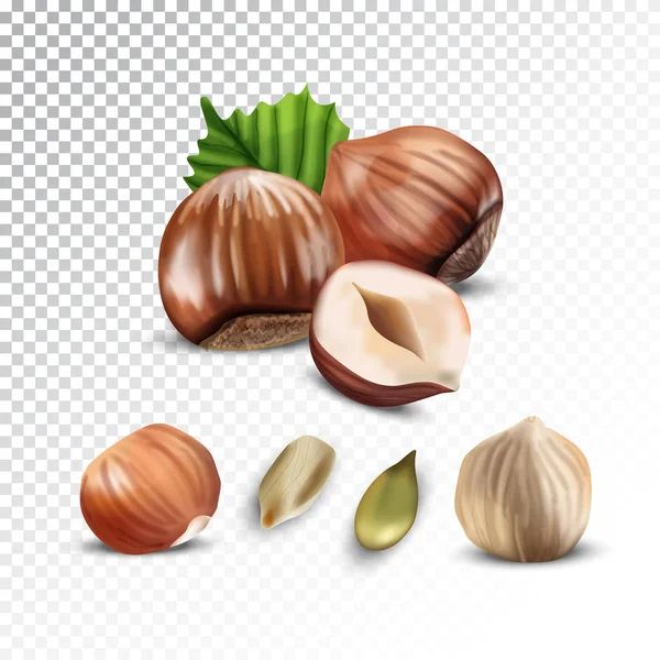 Vector realistic illustration of hazelnut and sunflower seeds. — Stock Vector