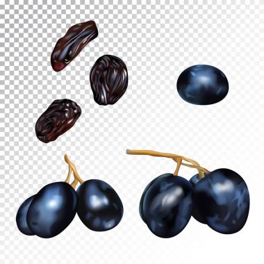 Üzüm ve kuru üzüm vektör gerçekçi çizim.