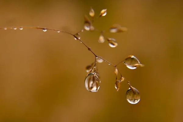 在早晨下雨 图库照片