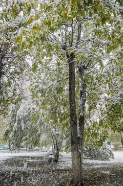 yeşil bir ağaç üzerinde erken kar