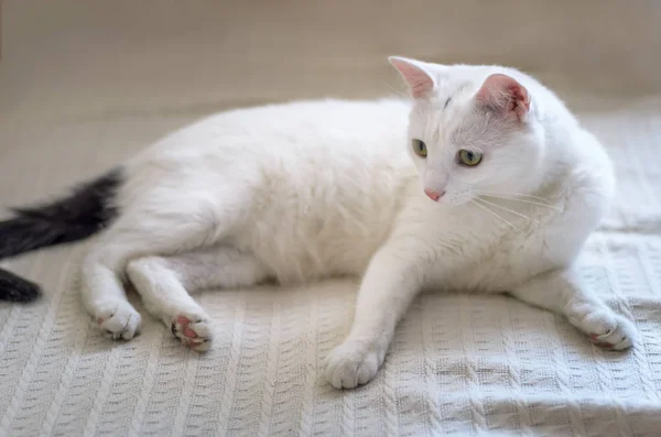 Vit katt med gula ögon närbild — Stockfoto