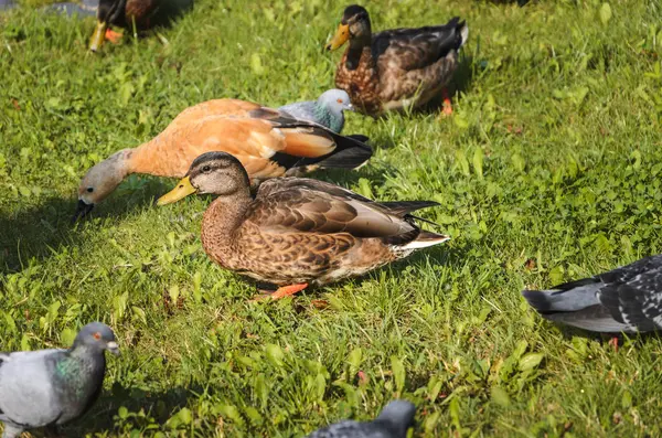 Diverse anatre nel parco durante l'estate di sonno e riposo — Foto Stock