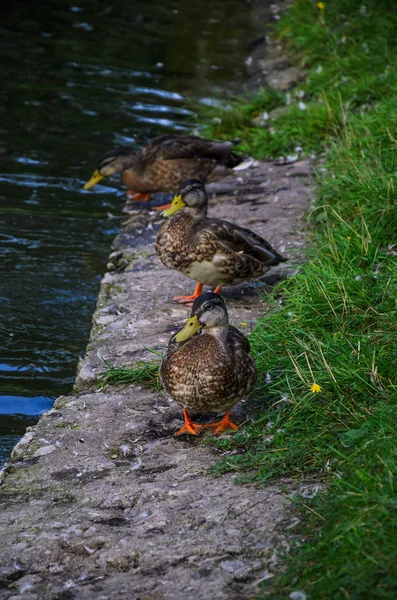 Vários patos no parque no verão de sono e descanso — Fotografia de Stock