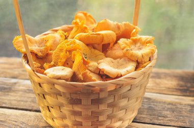 Sepet ve yabani mantar sarı Cantharellus cibarius