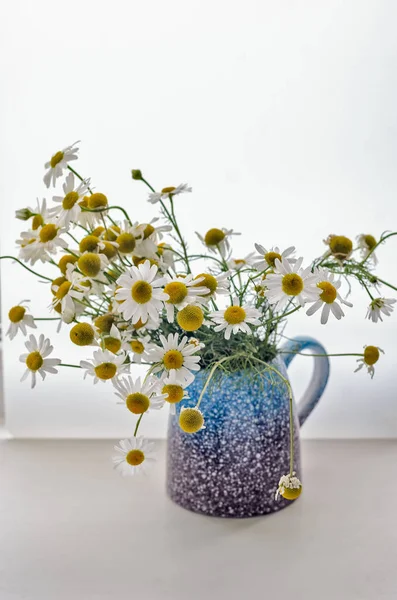 Güzel mavi-mor seramik vazo içinde parlak chamomiles buket