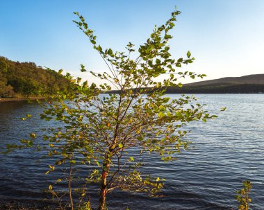Deniz Burnu. Akşam denizinin arka planında ince bir ağaç