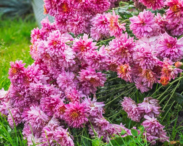 Weelderige roze chrysant Bush op het bloembed van de Botanische Tuin — Stockfoto