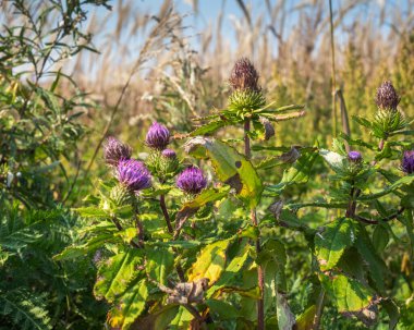 Sonbahar çayır manzarası. Sarı yeşil yaprakların arasında çiçek açan dulavrat.